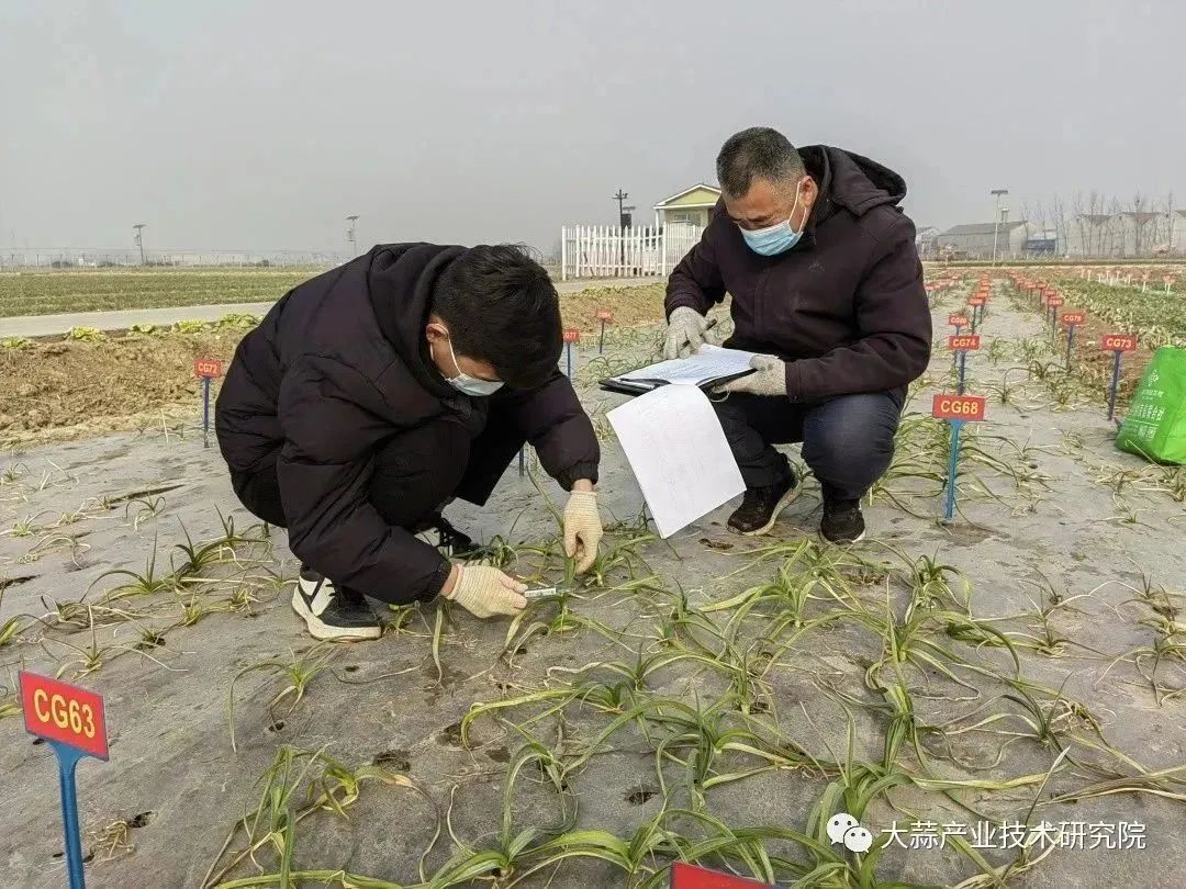 大蒜种质越冬数据考察