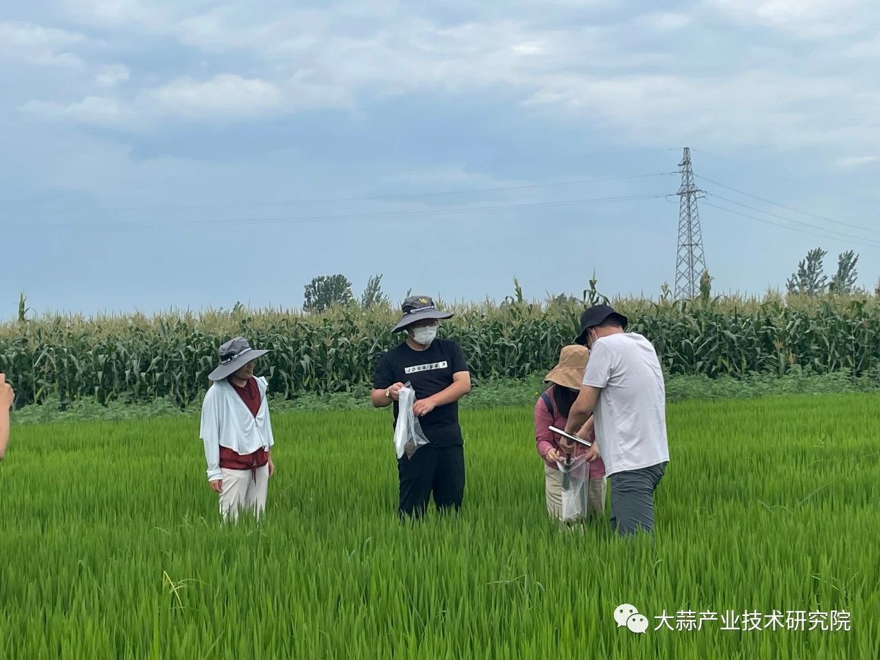 土壤改良修复项目取得阶段性成果