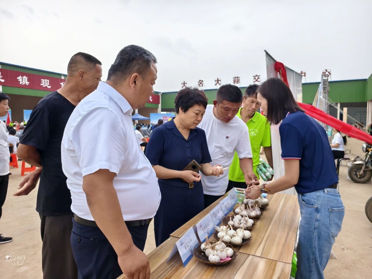 金春雨种业受邀参加大名县第二届大蒜文化节——开启蒜种繁育合作新篇章