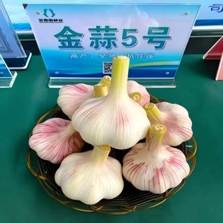 金蒜系列--蒜种